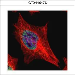 Anti-EAPII antibody used in Immunocytochemistry/ Immunofluorescence (ICC/IF). GTX116176