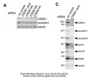Anti-CSDE1 antibody [N2C1], Internal used in Western Blot (WB). GTX116218