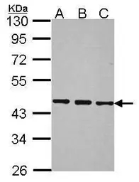 Anti-BRF2 antibody [N1C1] used in Western Blot (WB). GTX116223