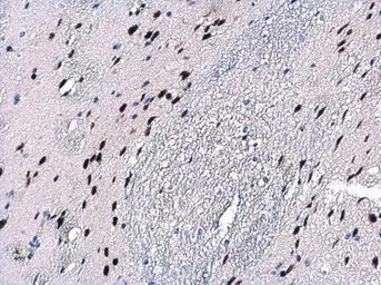 Anti-Macro H2A.2 antibody [N3C3] used in IHC (Paraffin sections) (IHC-P). GTX116234