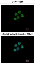 Anti-Macro H2A.2 antibody [N3C3] used in Immunocytochemistry/ Immunofluorescence (ICC/IF). GTX116234