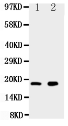 Anti-Ly6al antibody used in Western Blot (WB). GTX11624