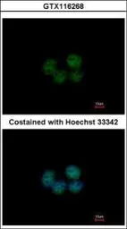 Anti-SOHLH2 antibody [N1C1] used in Immunocytochemistry/ Immunofluorescence (ICC/IF). GTX116268