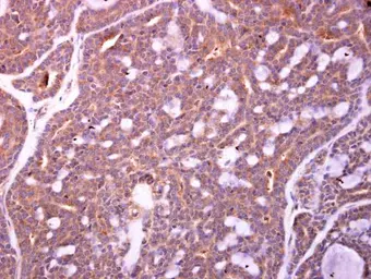 Anti-ZWILCH antibody used in IHC (Paraffin sections) (IHC-P). GTX116281