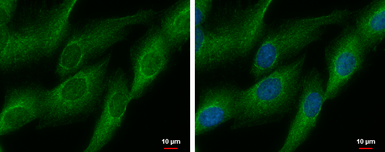 Anti-DDAH2 antibody [N2C3] used in Immunocytochemistry/ Immunofluorescence (ICC/IF). GTX116339