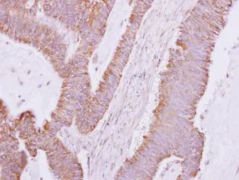 Anti-DDAH2 antibody [N2C3] used in IHC (Paraffin sections) (IHC-P). GTX116339