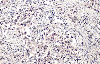 Anti-BRD1 antibody [N2C1], Internal used in IHC (Paraffin sections) (IHC-P). GTX116353