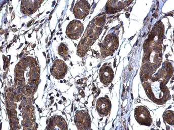 Anti-ThrRS antibody [N3C3] used in IHC (Paraffin sections) (IHC-P). GTX116359