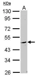 Anti-WDSUB1 antibody used in Western Blot (WB). GTX116382
