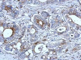 Anti-RAB33B antibody [N2C3] used in IHC (Paraffin sections) (IHC-P). GTX116390