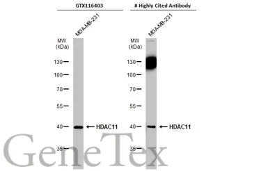 Anti-HDAC11 antibody used in Western Blot (WB). GTX116403