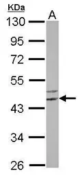 Anti-FLJ25006 antibody used in Western Blot (WB). GTX116405