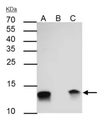 Anti-Galectin 1 antibody used in Immunoprecipitation (IP). GTX116411