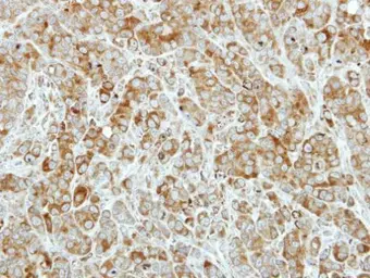 Anti-PRX IV antibody used in IHC (Paraffin sections) (IHC-P). GTX116414