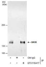 Anti-SIN3B antibody [N1N2-2], N-term used in Immunoprecipitation (IP). GTX116417