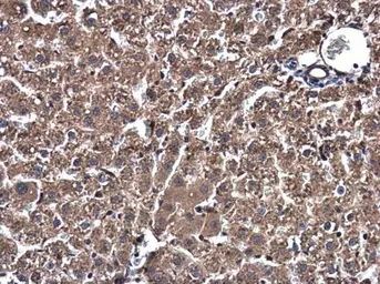 Anti-SSU72 antibody [N1C3] used in IHC (Paraffin sections) (IHC-P). GTX116436