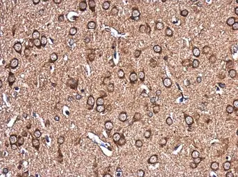 Anti-EHD4 antibody used in IHC (Paraffin sections) (IHC-P). GTX116444