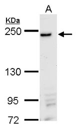 Anti-DNMBP antibody used in Western Blot (WB). GTX116448