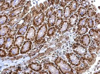 Anti-TRIP15 antibody used in IHC (Paraffin sections) (IHC-P). GTX116463