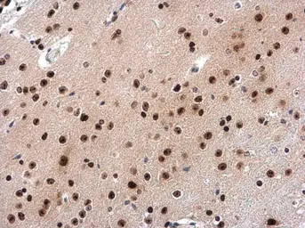 Anti-INTS4 antibody [N1N2], N-term used in IHC (Paraffin sections) (IHC-P). GTX116519