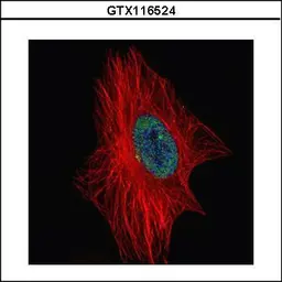 Anti-ZNF449 antibody used in Immunocytochemistry/ Immunofluorescence (ICC/IF). GTX116524