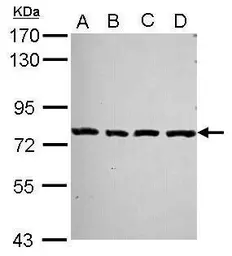 Anti-PCDHA2 antibody [N1N2], N-term used in Western Blot (WB). GTX116525