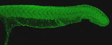 Anti-PAF1 antibody used in IHC (Whole mount) (IHC-Wm). GTX116580