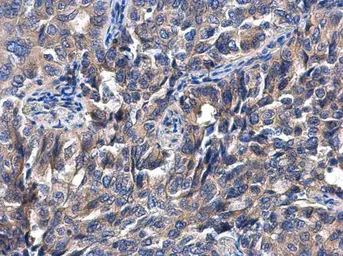 Anti-PHD4 antibody used in IHC (Paraffin sections) (IHC-P). GTX116582