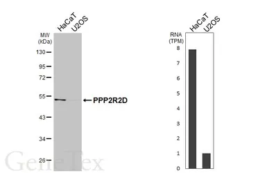 Anti-PPP2R2D antibody [N2C3] used in Western Blot (WB). GTX116609