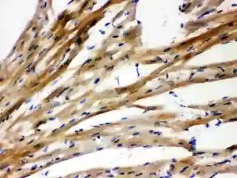 Anti-Presenilin 2 antibody used in IHC (Paraffin sections) (IHC-P). GTX11661