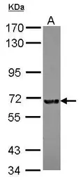 Anti-KIZUNA antibody [N2C1], Internal used in Western Blot (WB). GTX116612
