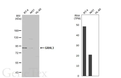 Anti-GRHL3 antibody used in Western Blot (WB). GTX116700