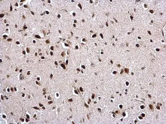 Anti-PTBP2 antibody [C1C3] used in IHC (Paraffin sections) (IHC-P). GTX116703