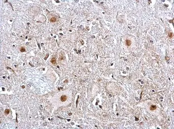 Anti-PTBP2 antibody [C1C3] used in IHC (Paraffin sections) (IHC-P). GTX116703