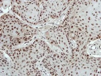Anti-PTBP2 antibody [C1C3] used in IHC (Paraffin sections) (IHC-P). GTX116703