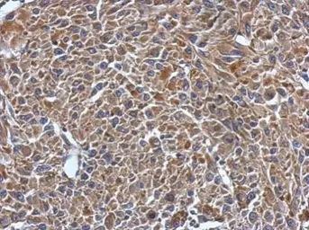 Anti-MYL7 antibody used in IHC (Paraffin sections) (IHC-P). GTX116713