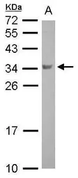Anti-BOLL antibody used in Western Blot (WB). GTX116790