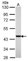 Anti-WDR77 antibody [N2C3] used in Western Blot (WB). GTX116802