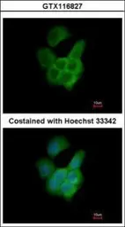 Anti-FLJ21908 antibody used in Immunocytochemistry/ Immunofluorescence (ICC/IF). GTX116827