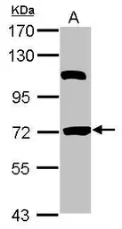 Anti-HSPBAP1 antibody [N2C1], Internal used in Western Blot (WB). GTX116828
