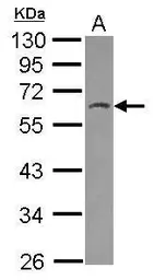 Anti-HSPBAP1 antibody [N3C3] used in Western Blot (WB). GTX116829
