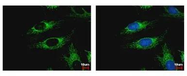 Anti-WDR61 antibody used in Immunocytochemistry/ Immunofluorescence (ICC/IF). GTX116881