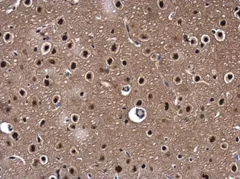 Anti-WDR61 antibody used in IHC (Paraffin sections) (IHC-P). GTX116882