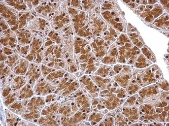 Anti-WDR61 antibody used in IHC (Paraffin sections) (IHC-P). GTX116882