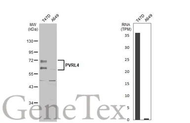 Anti-PVRL4 antibody [N1C1] used in Western Blot (WB). GTX116900