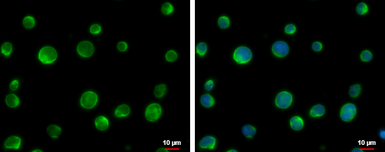 Anti-URP2 antibody used in Immunocytochemistry/ Immunofluorescence (ICC/IF). GTX116928