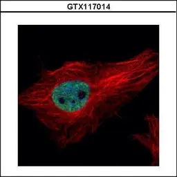 Anti-PPIL4 antibody used in Immunocytochemistry/ Immunofluorescence (ICC/IF). GTX117014