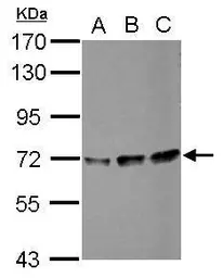 Anti-PPIL4 antibody used in Western Blot (WB). GTX117014