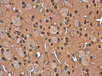 Anti-CUGBP2 antibody used in IHC (Paraffin sections) (IHC-P). GTX117035
