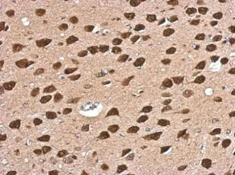 Anti-CUGBP2 antibody used in IHC (Paraffin sections) (IHC-P). GTX117035